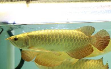 Arowana 24k golden crossback 9 inch -wholesale