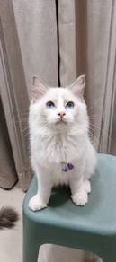 seal bicolor ragdoll