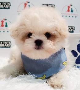 Maltipoo