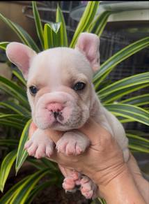 French Bulldog puppy
