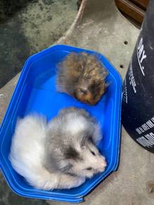 Hamster mix