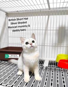 Kitten BSH Silver Male