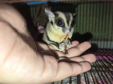 Sugar Glider