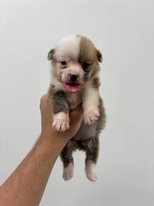 Corgi Cute (Female 3)