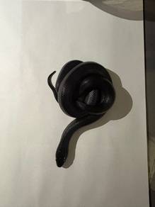 Non-venomous pet snakes available!