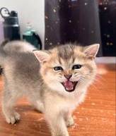 British Shorthair (BSH)