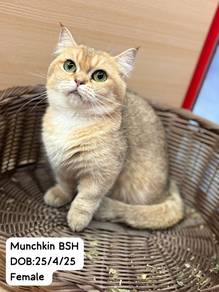Munchkin Untuk Dijual !!