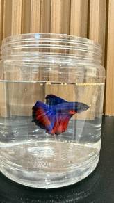 Betta Fish 