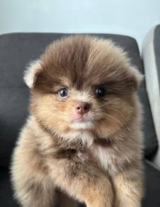P3033 cute Pomeranian Choco Merle Tan puppy