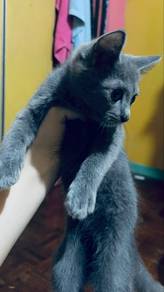 British shorthair