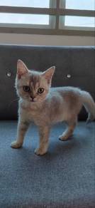 Scottish Straight betina, umur 3 bulan 