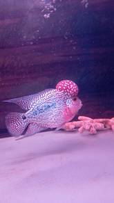 Rare Kamfa Cc big Kok gene