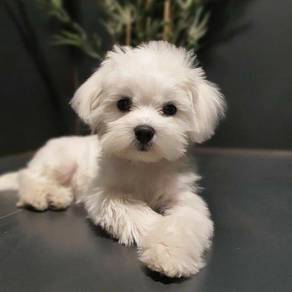 Rosy Cute Little White Fur Ball Puppy Dog