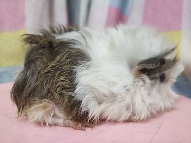 Guinea Pig