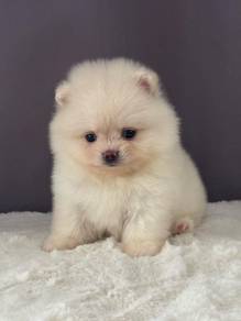 QWW1368 Tiny Pomeranian cream white sweet pet