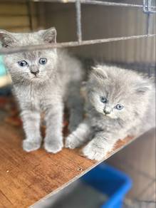 BSH (kitten)