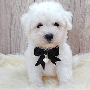 Bichon Frise