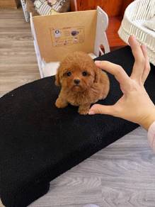 Red Teacup poodle -Girl 