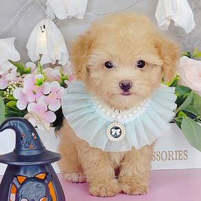 Poodle