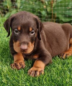 H88 DOBERMAN PUPPIES 🐻 杜賓犬 Male Female