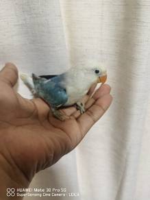 lovebird opaline 