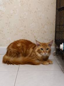 mainecoon male