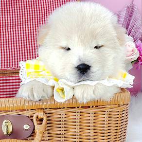 Chow Chow