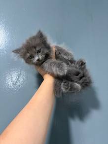 kitten for adoption