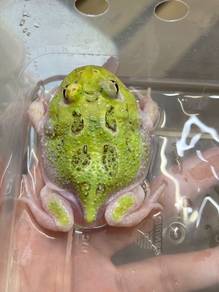 mutant pacman frog