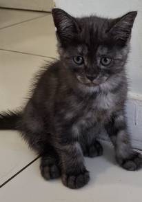He's 44days old, mix British short hair &local cat