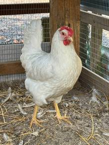 Ayam White Leghorn