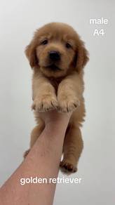 golden retriever 