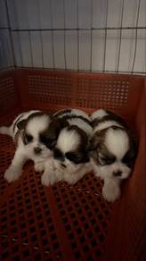 Shihtzu