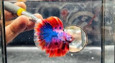 Ikan betta 