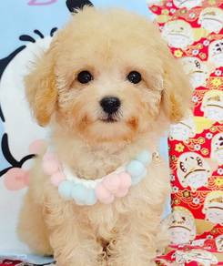 Poodle