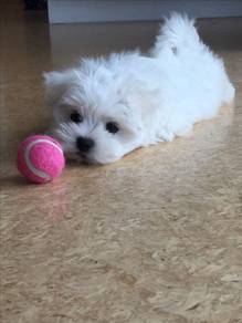 A2363 Squishable Maltpoo cute and adorable puppy B