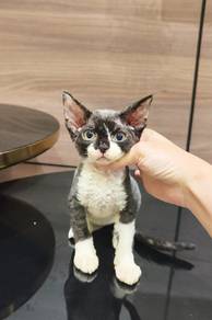 Devon rex cat