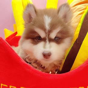 Wooly husky