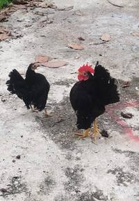 Ayam Serama 
