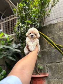 Maltipoo available.