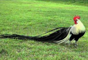 Ayam Phoenix chick chicken bird 