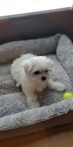 Plush Bichon Poochon White Fluffy Cotton Ball Pupp
