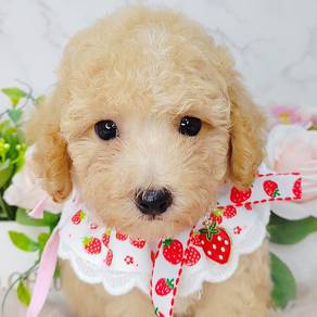 Toy Poodle