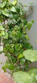 Sireh Plant 