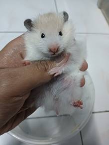hamster syrian 