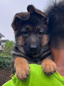German Sheperd