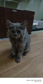 Kucing Parsi DLH untuk dijual