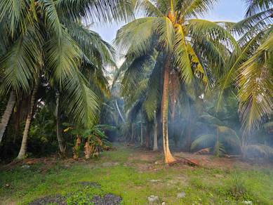 Kelapa Segar ! 🥥