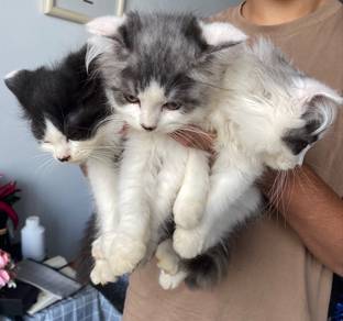 ragdoll mix parsi kitten comel gebu