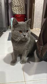 kucing british short hair